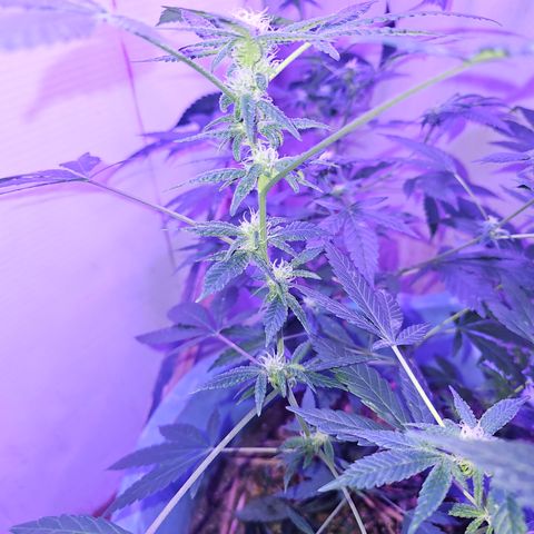 Amnesia Haze #2 (I2) growlog timeline photo