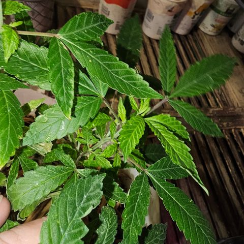Dessert Runtz growlog timeline photo