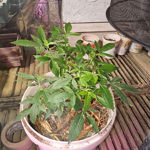 Dessert Runtz growlog timeline photo