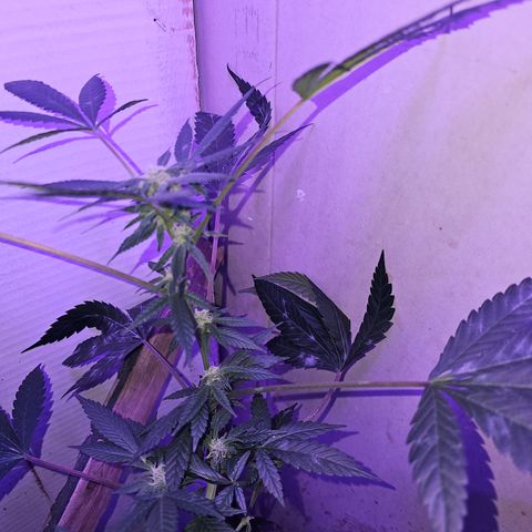 Amnesia Haze #2 (I2) growlog timeline photo