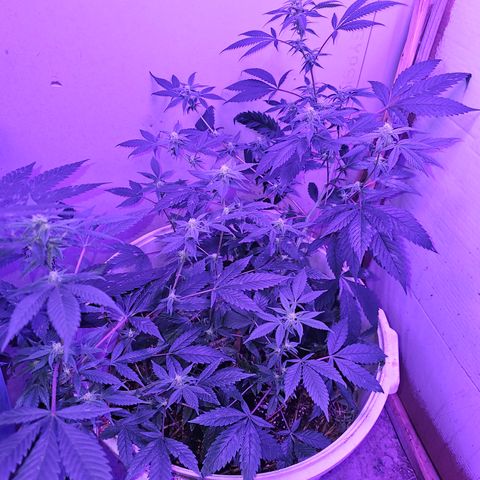 Collie Man Kush #2 (I2) growlog timeline photo