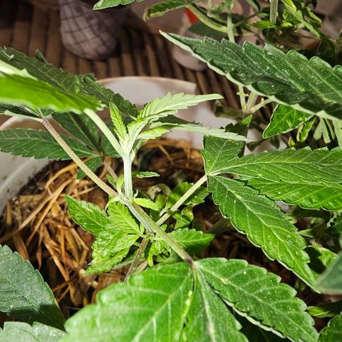 Dessert Runtz growlog timeline photo