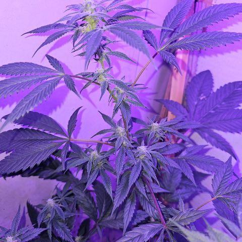 Collie Man Kush #2 (I2) growlog timeline photo