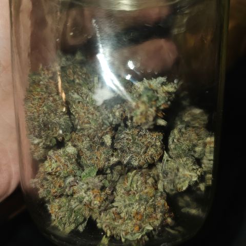 College Park (I1) growlog photo: 24 grams
