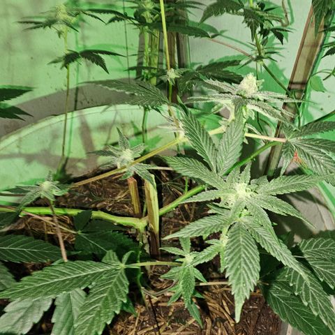 Collie Man Kush #2 (I2) growlog timeline photo
