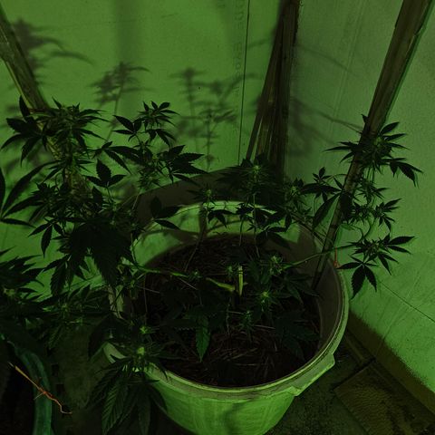 Collie Man Kush #2 (I2) growlog timeline photo