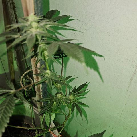 Collie Man Kush #2 (I2) growlog timeline photo