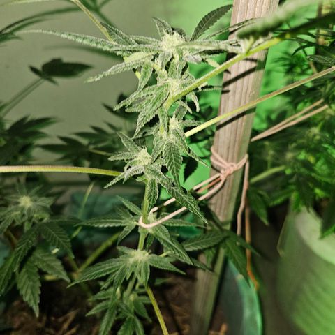 Amnesia Haze #2 (I2) growlog timeline photo