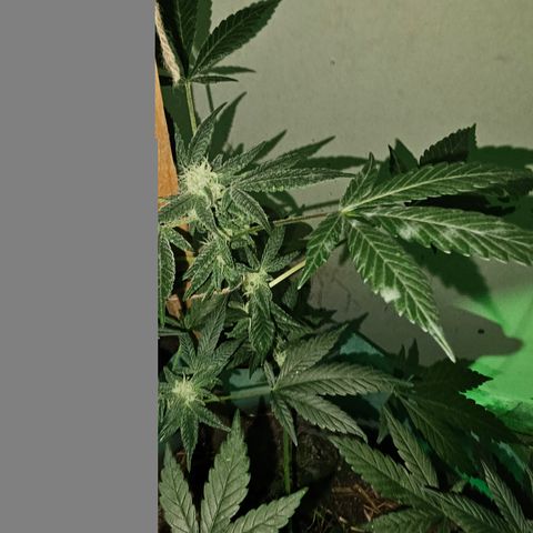 Amnesia Haze #2 (I2) growlog timeline photo