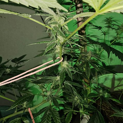 Amnesia Haze #2 (I2) growlog timeline photo