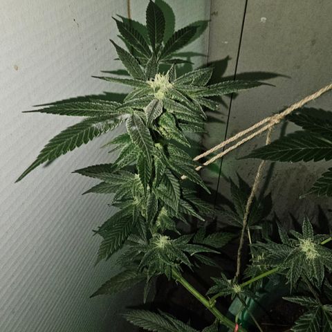 Amnesia Haze #2 (I2) growlog timeline photo