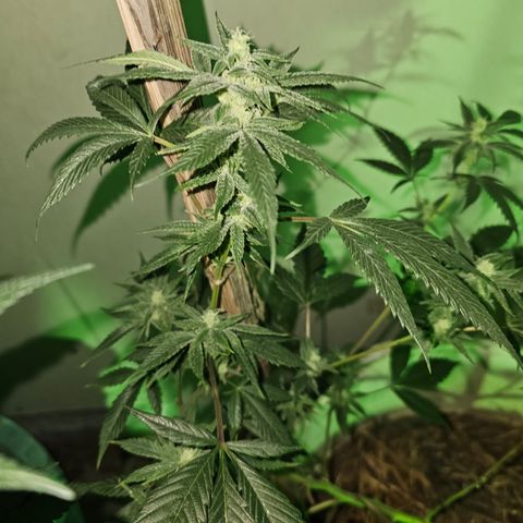 Collie Man Kush #2 (I2) growlog timeline photo