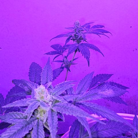 Collie Man Kush #2 (I2) growlog timeline photo