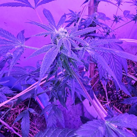 Amnesia Haze #2 (I2) growlog timeline photo