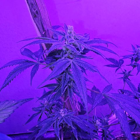 Collie Man Kush #2 (I2) growlog timeline photo