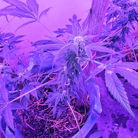 Amnesia Haze #2 (I2) growlog timeline photo