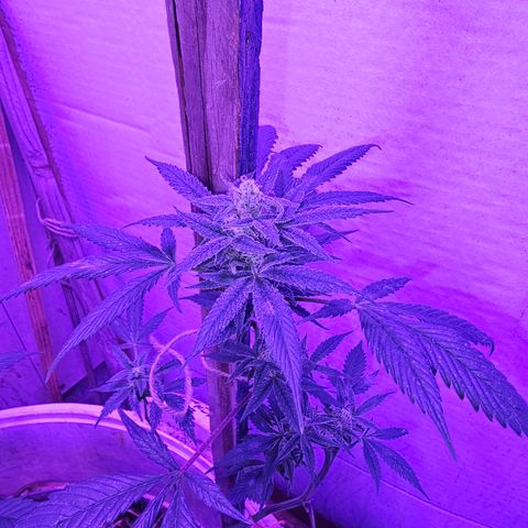 Collie Man Kush #2 (I2) growlog timeline photo