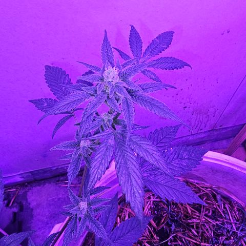 Collie Man Kush #2 (I2) growlog timeline photo