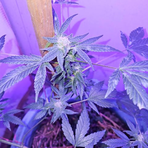 Amnesia Haze #2 (I2) growlog timeline photo