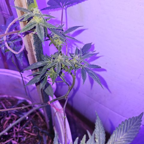 Collie Man Kush #2 (I2) growlog timeline photo