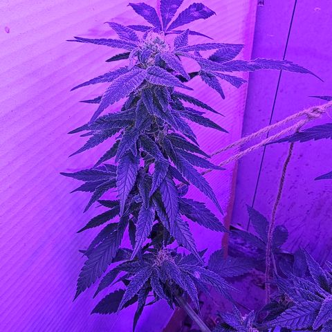 Amnesia Haze #2 (I2) growlog timeline photo