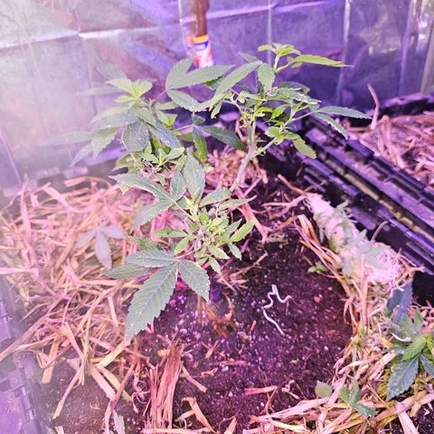 Dessert Runtz growlog timeline photo