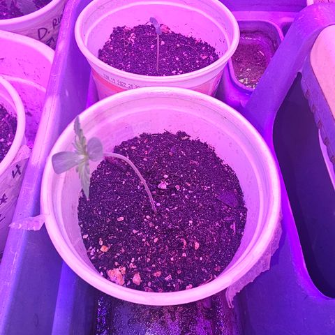 Blue Dream #1 growlog timeline photo