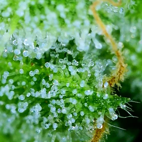 Amnesia Haze #2 (I2) growlog timeline photo
