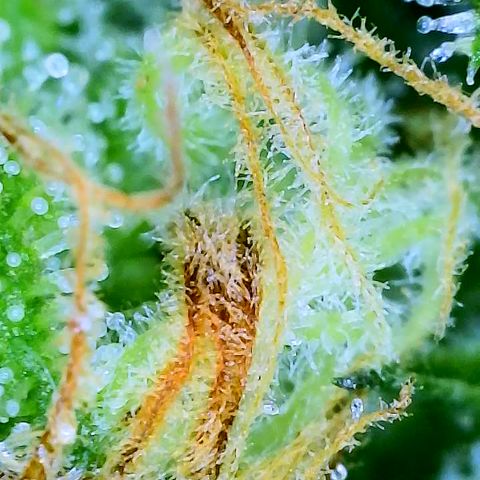 Collie Man Kush #2 (I2) growlog timeline photo