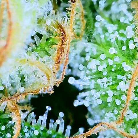 Collie Man Kush #2 (I2) growlog timeline photo