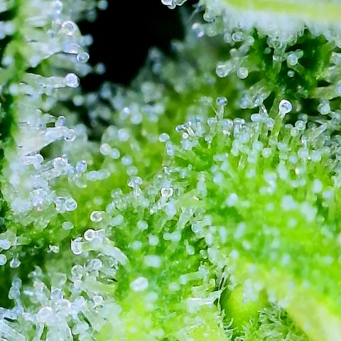 Amnesia Haze #2 (I2) growlog timeline photo
