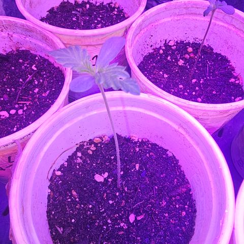 Blue Dream #1 growlog timeline photo