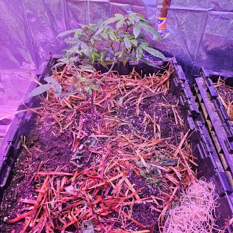 Dessert Runtz growlog timeline photo