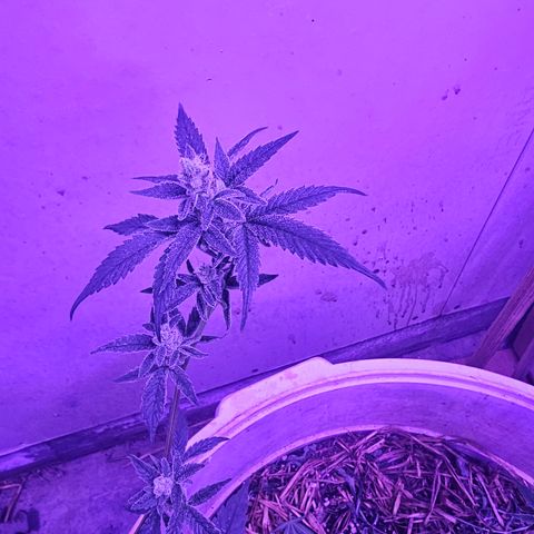Collie Man Kush #2 (I2) growlog timeline photo
