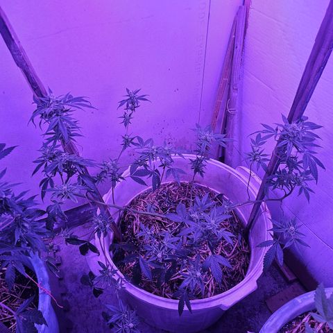 Collie Man Kush #2 (I2) growlog timeline photo