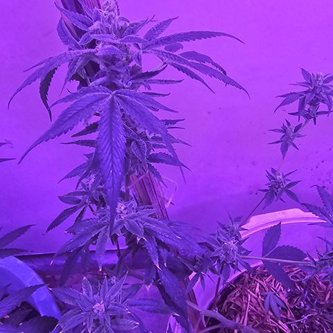 Collie Man Kush #2 (I2) growlog timeline photo