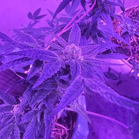 Amnesia Haze #2 (I2) growlog timeline photo