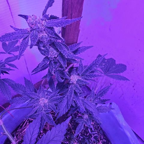 Amnesia Haze #2 (I2) growlog timeline photo