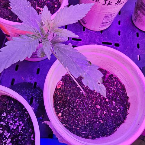 Blue Dream #1 growlog timeline photo