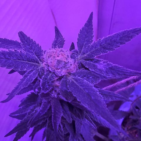 Amnesia Haze #2 (I2) growlog timeline photo
