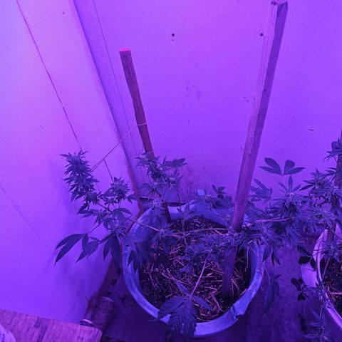 Amnesia Haze #2 (I2) growlog timeline photo