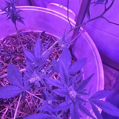 Collie Man Kush #2 (I2) growlog timeline photo
