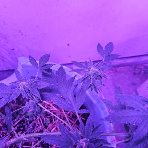 Amnesia Haze #2 (I2) growlog timeline photo
