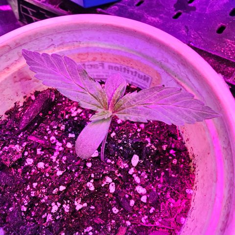 Pineapple Muffin #3 growlog timeline photo