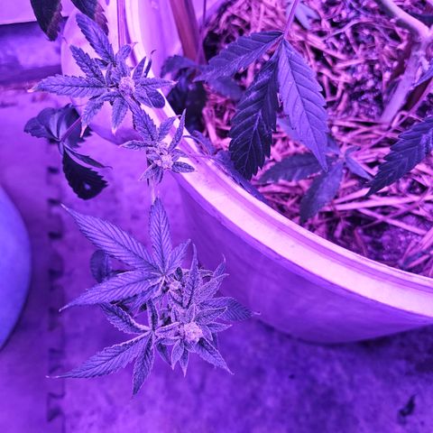 Collie Man Kush #2 (I2) growlog timeline photo