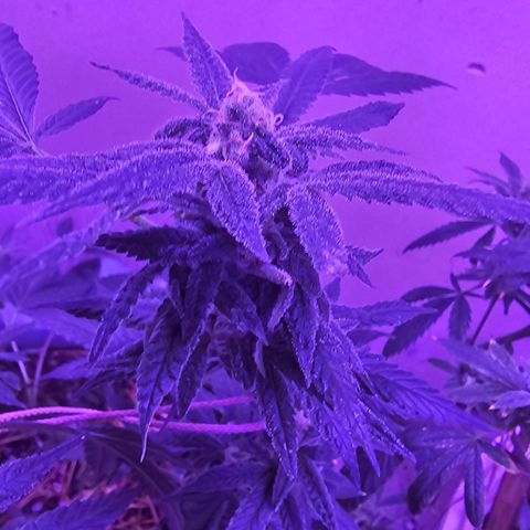 Amnesia Haze #2 (I2) growlog timeline photo