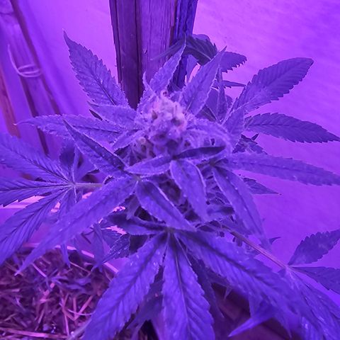 Collie Man Kush #2 (I2) growlog timeline photo