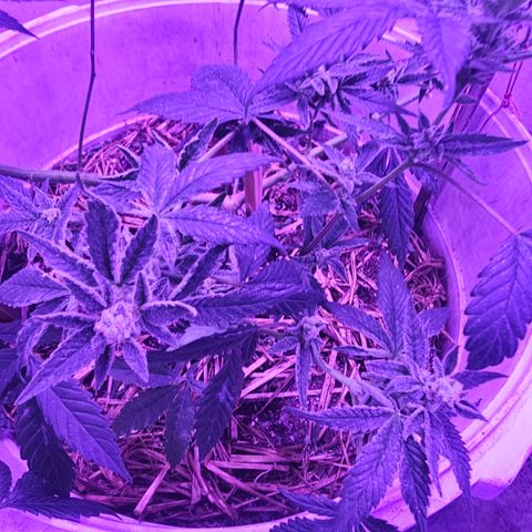 Collie Man Kush #2 (I2) growlog timeline photo
