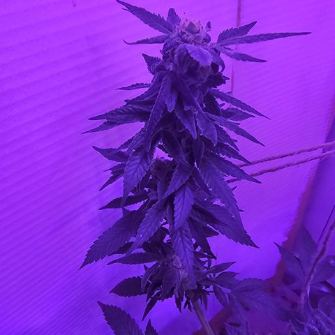 Amnesia Haze #2 (I2) growlog timeline photo