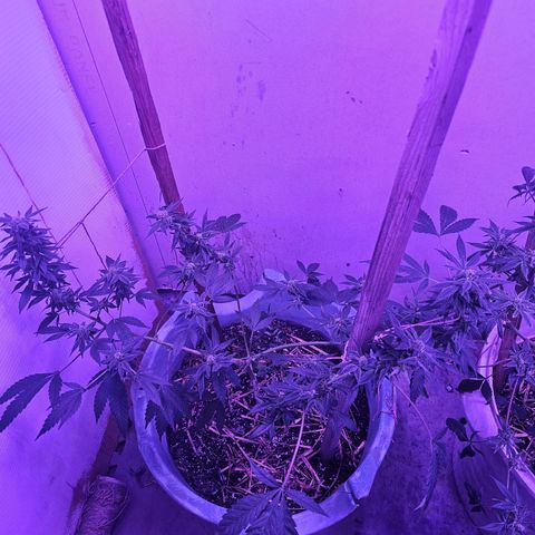 Amnesia Haze #2 (I2) growlog timeline photo